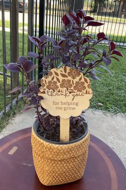 Alternanthera Purple Plant $15