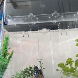Fish Aquarium