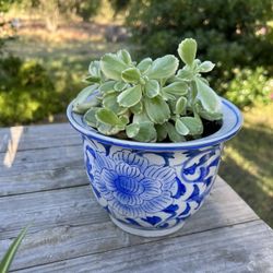 Variegated “bear Paw” Succulent In A Porcelain Pot 