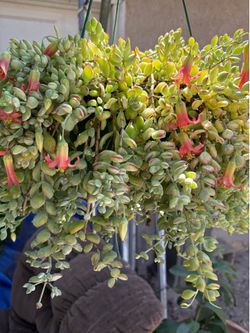 Cotyledon Pendens