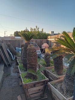 Sago Palms $600 Each