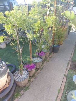 Tree shurb .. lawn