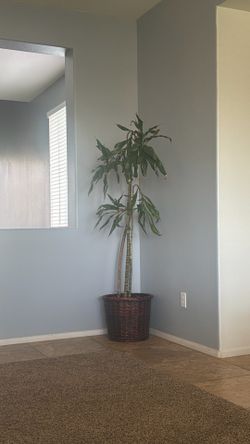 Dracaena fragrans
