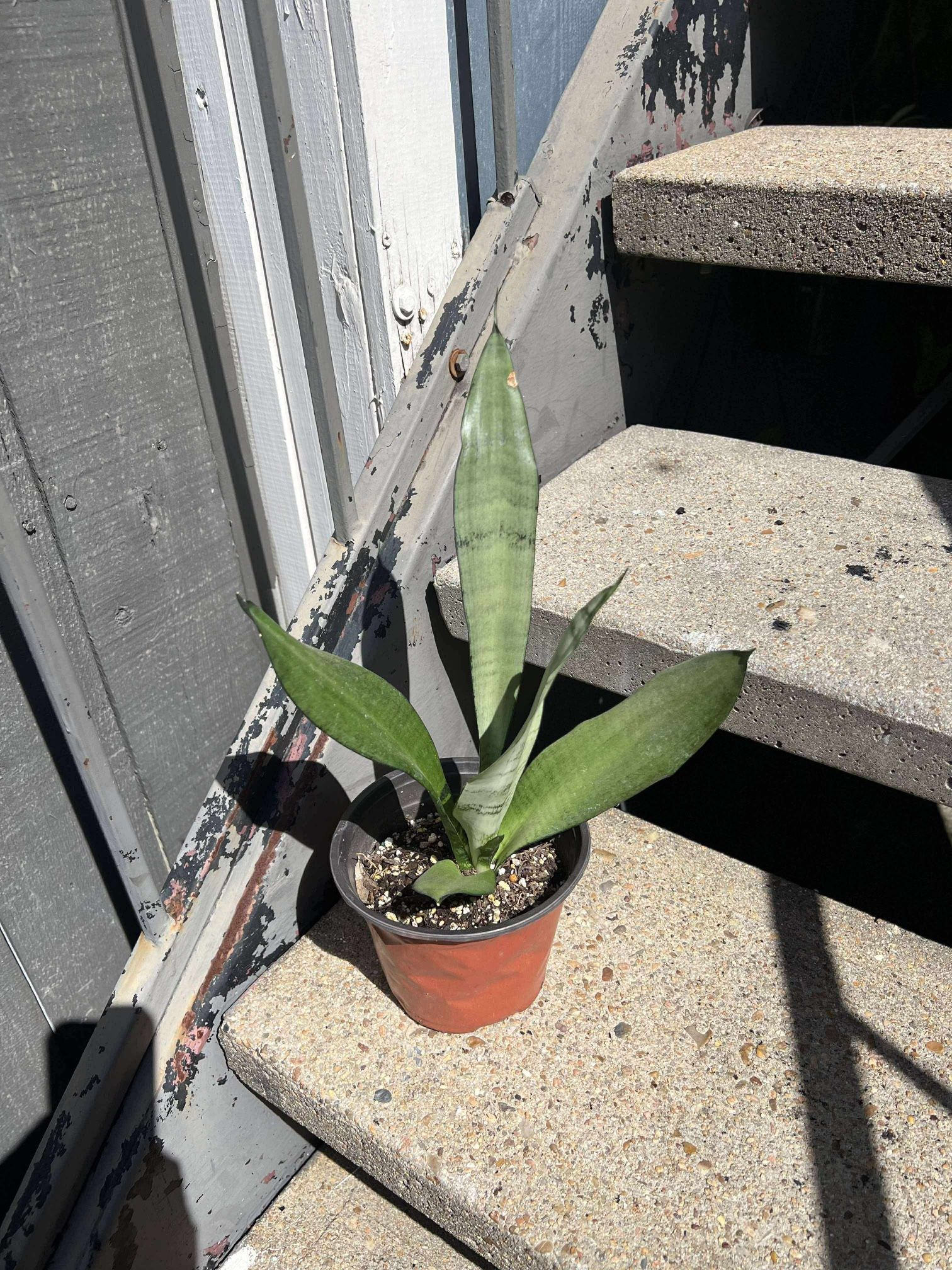 Live Sansevieria Snake Plant-Moonshine Snake Plant- Silver Green Plant In 6”Pot