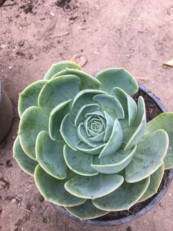 Garden plants