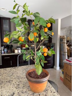 Artificial Orange Tree in Terracotta Pot