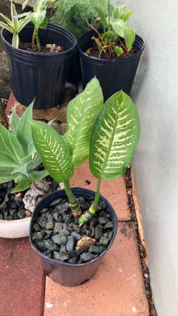 Plant