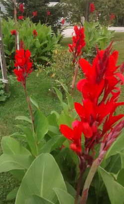Canna Lily Rojo Brillante Alto Tropical Verde Follaje