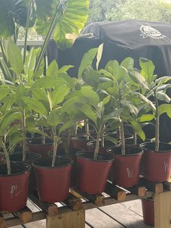 Plumeria Seedling Plants