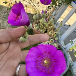 Beautiful Purple Flower With Big Pot $$60