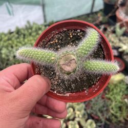 monkey tail cactus plant | 4”