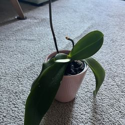 Healthy Beautiful Orchid In Pink Pot