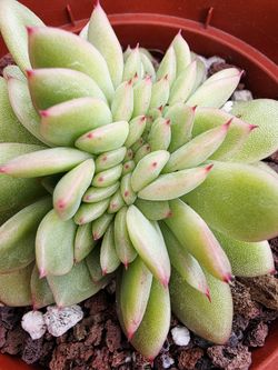 Succulents Plants Agavoides Variegated Crested Pick Up In Upland  1 Avail