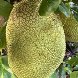 Jackfruit 