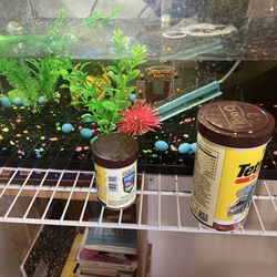Fish Tank With All The Needs
