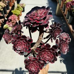 Black Kingkong Aeonium Imported 