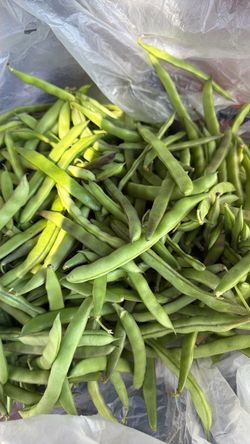 Green beans organically grown