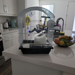 Bird Cage