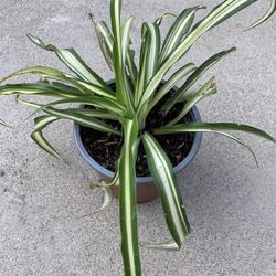 spider plant (Chlorophytum comosum) Houseplant Plant