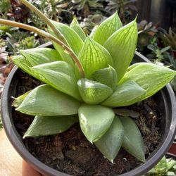 Succulent’s Plants 🪴 