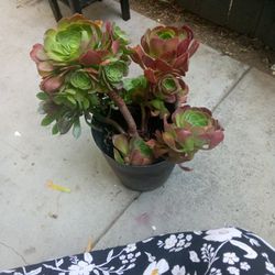 Plant For $15