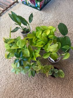 9 Plants bundle
