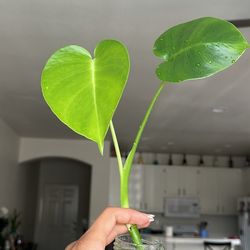 Monstera Deliciosa