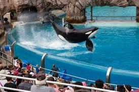 SeaWorld Tickets Available 🐬🐳🐙🐋🐟🐠