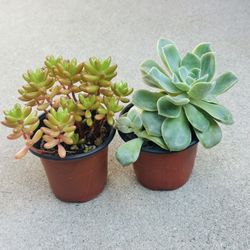 Succulents plants 🪴（2 for $5）