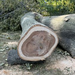 Hickory Logs 