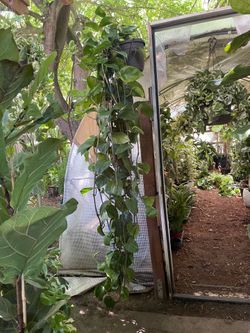 Happy Sunday!  Open houseplant sale today 12:30 and after, PM Kim for address! 95820