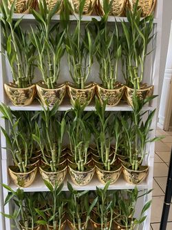 Bamboo Plants In Gold Ceramic Vase ($8 each )