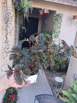 RARE. Begonia BIPINNATIFIDA Plant $25