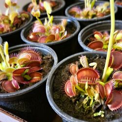 Venus Fly Trap 4" Dionaea Muscipula 