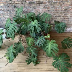 Oversized Monstera Tropical Plant