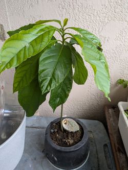 Avocado tree--15 inch
