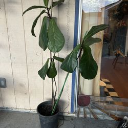 Fiddle Leaf Fig
