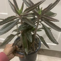 Kalanchoe , mother Of Millions 