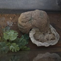 42 Gallon snake Enclosure 