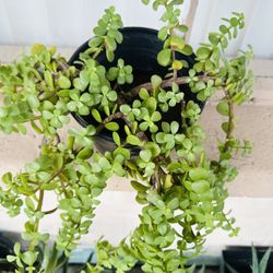 JADE PLANT ABUNDANCIA PLANT MILLONARIA BEAUTIFUL PLANTA