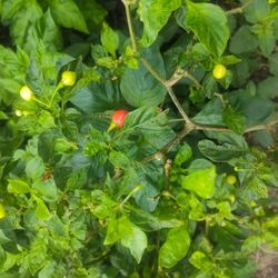 Wiri Wiri Pepper Plant, Cherry Pepper