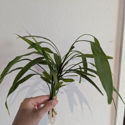 Lucky Bamboo Plant Cuttings With Roots