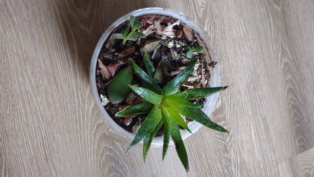 Succulent