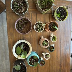 14 Plants 