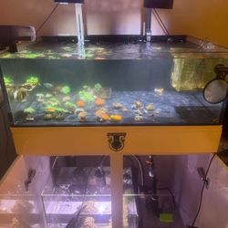 NO CORALS OR ANIMALS JUST Tank, Stand, And Sump!