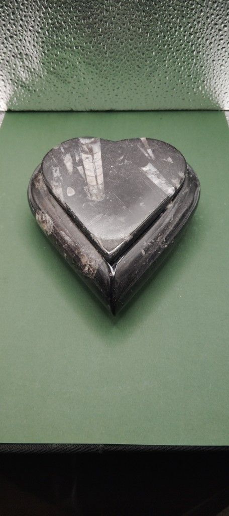 Orthoceras Container With A Lid