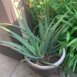 tengo plantas de aloe vera/savila
