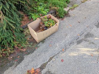 Free Strawberries