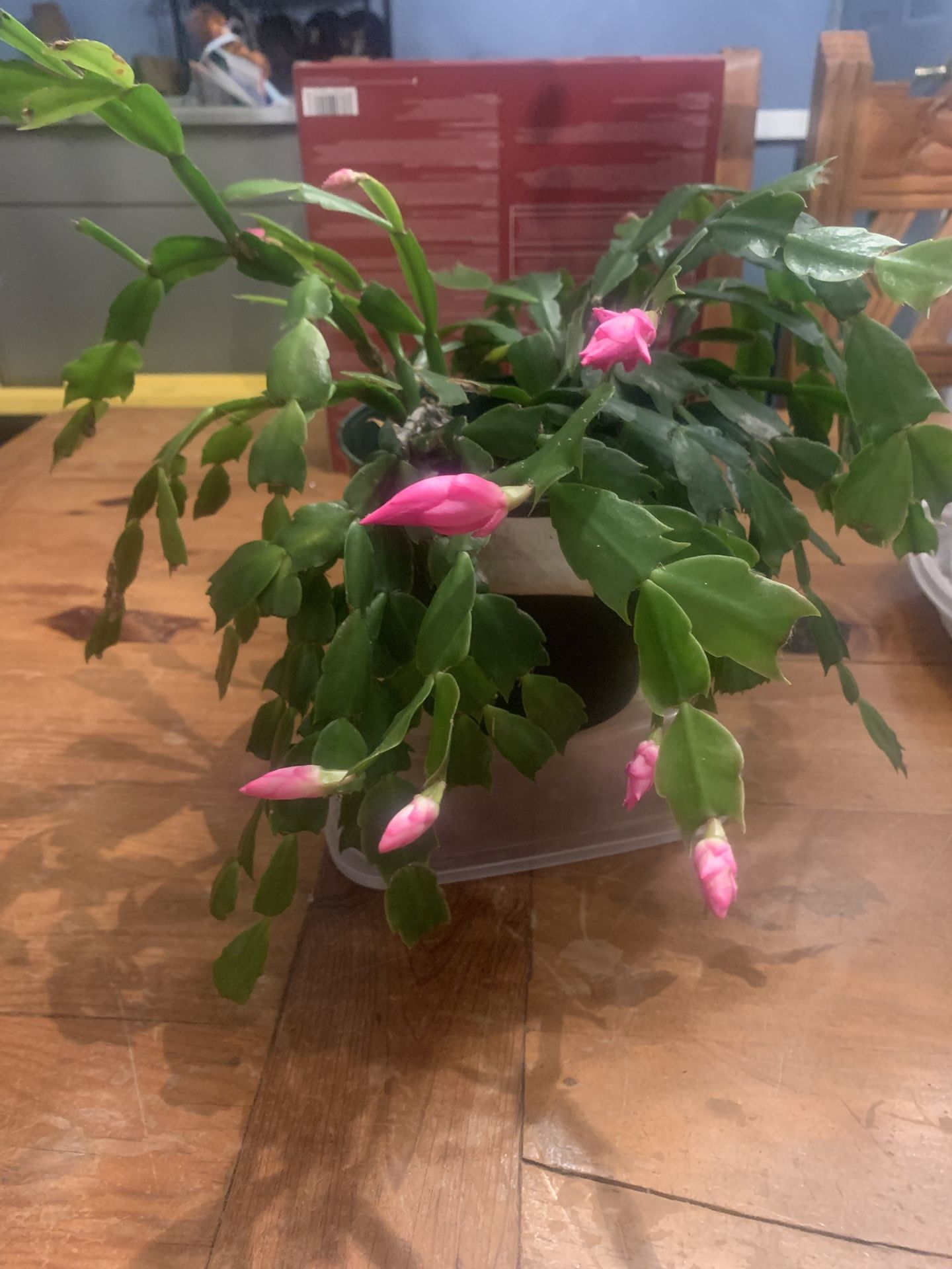 Christmas/Easter Cactus