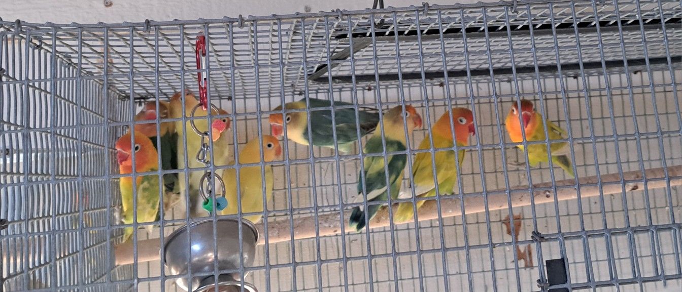 Birds Cage